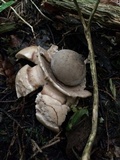 Geastrum triplex image
