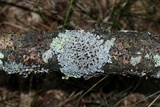 Myelochroa galbina image