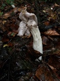 Helvella crispa image