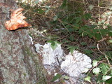 Laetiporus conifericola image