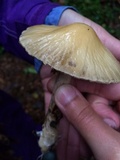 Agrocybe rivulosa image