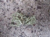 Ramalina americana image