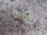 Ramalina americana image