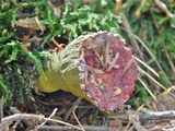 Hypomyces luteovirens image