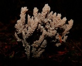 Helminthosphaeria clavariarum image