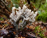Helminthosphaeria clavariarum image