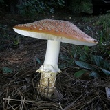 Amanita persicina image