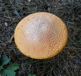 Amanita persicina image