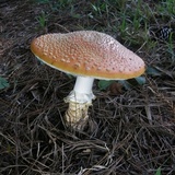 Amanita persicina image