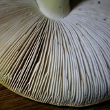 Amanita persicina image