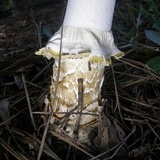 Amanita persicina image