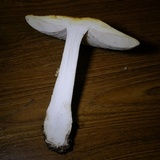 Amanita persicina image