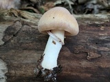 Cortinarius caperatus image