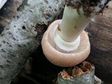 Cortinarius caperatus image