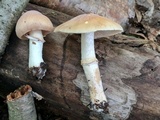 Cortinarius caperatus image
