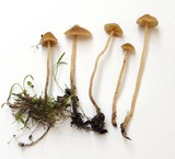 Galerina clavata image