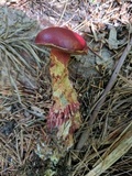Butyriboletus frostii image