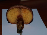 Gymnopilus luteofolius image