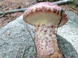 Suillus spraguei image