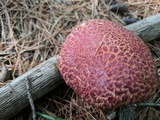 Suillus spraguei image