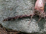 Suillus spraguei image