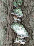 Oxyporus populinus image
