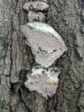 Oxyporus populinus image