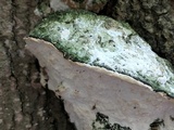 Oxyporus populinus image
