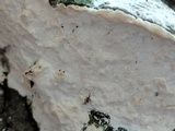 Oxyporus populinus image