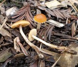 Conocybe vestita image