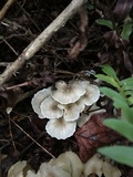 Polyporus umbellatus image