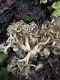 Polyporus umbellatus image