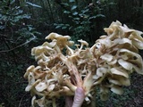 Polyporus umbellatus image