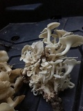 Polyporus umbellatus image