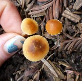 Conocybe vestita image