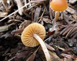 Conocybe vestita image