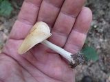 Hebeloma brunneifolium image