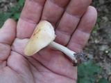 Hebeloma brunneifolium image