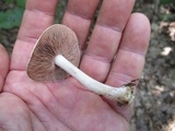 Hebeloma brunneifolium image