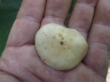 Hebeloma brunneifolium image