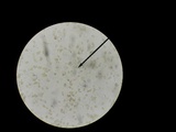 Hebeloma brunneifolium image
