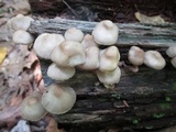 Mycena niveipes image