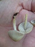 Mycena niveipes image