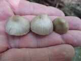 Mycena niveipes image