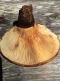 Tapinella atrotomentosa image