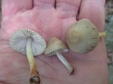 Mycena niveipes image