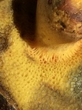 Buchwaldoboletus sphaerocephalus image