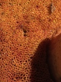 Buchwaldoboletus sphaerocephalus image