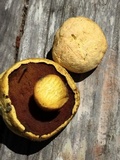 Buchwaldoboletus sphaerocephalus image
