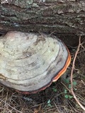 Fomitopsis mounceae image